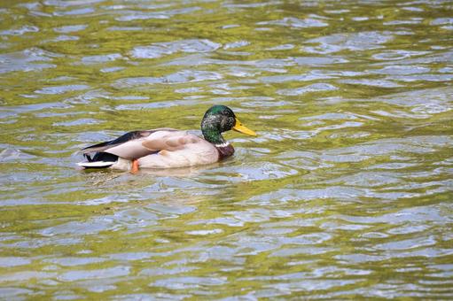 マガモ⑾ マガモ⑾の写真