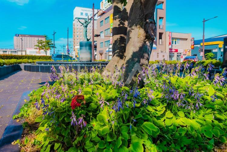 【青森】青森駅の周辺 2025 青森駅,青森,駅の写真素材