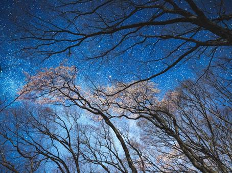 夜桜scene3 夜桜scene3の写真