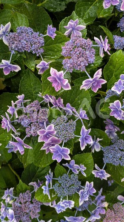 雨に濡れるガクアジサイ 瑞々しい葉と共に 紫陽花,アジサイ,紫の写真素材