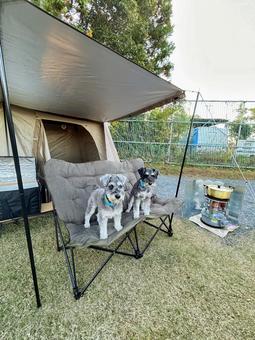 キャンプ中椅子に座るワンコ 犬,わんこ,犬科の写真素材