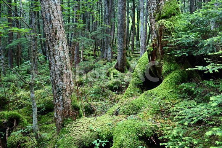 苔の白駒の森 白駒の森,苔の森,苔の写真素材