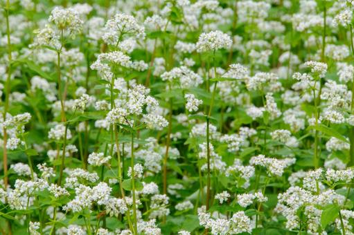 白いそばの花畑5 白いそばの花畑5 秋,そばの花,蕎麦の花の写真素材