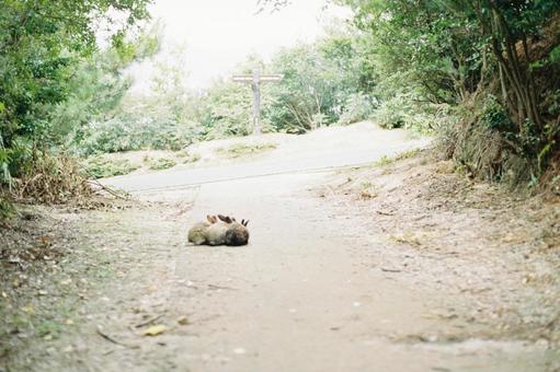 うさぎ 仲良し うさぎ 仲良しの写真