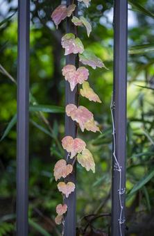 ツタ ツタ,蔦,アマヅラの写真素材