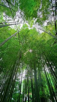 和の深緑 和の深緑 木,木漏れ日,庭の写真素材