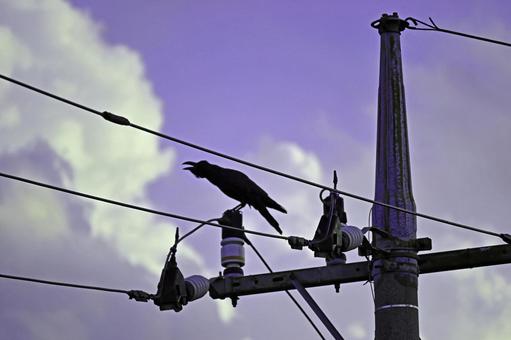 カラスと電線のシルエット カラス,鳥,からすの写真素材