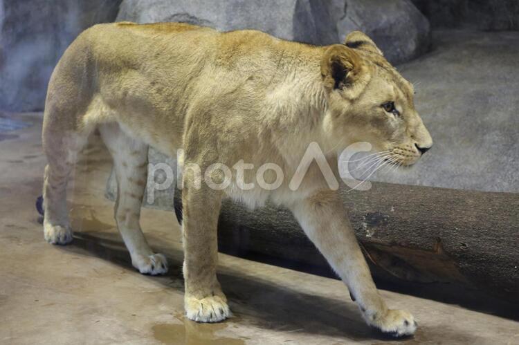 一匹のライオン(神奈川・よこはま動物園ズーラシア) ライオン,ズーラシア,動物園の写真素材