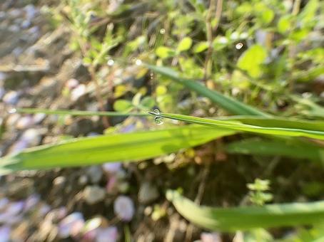 朝露 朝露,クローバー,雑草の写真素材