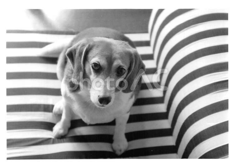 ボーダー柄ソファーに座るビーグル犬 犬,見つめる,おすわりの写真素材