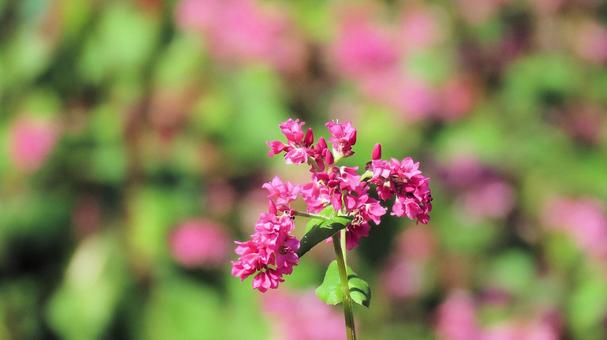 信州の秋 赤い花のソバ畑 信州の秋 赤い花のソバ畑 蕎麦畑,花,秋の写真素材