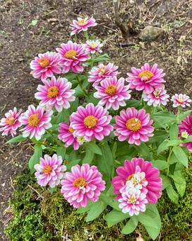 花★百日草（ジニア） 百日草,ジニア,フラワーの写真素材