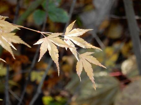【紅葉写真】美しい紅葉風景 モミジ,紅葉,晩秋の写真素材