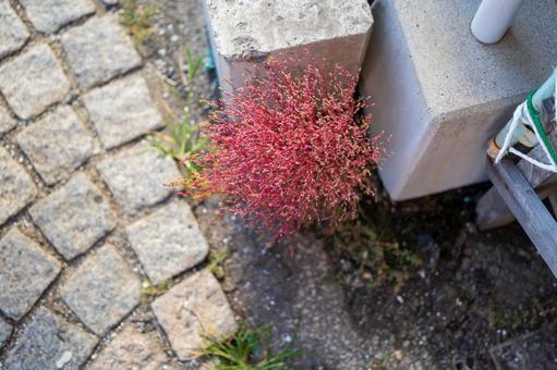 漁港の道端にひっそりと咲くコキア 漁港の道端にひっそりと咲くコキア 人物なし,自然,水の写真素材