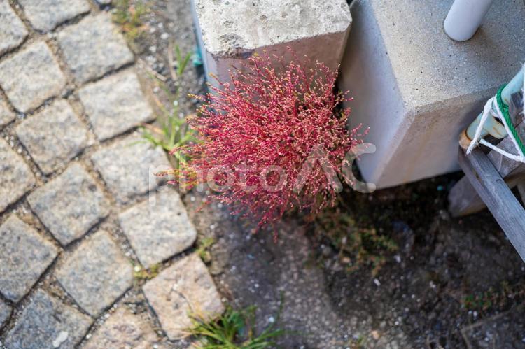 漁港の道端にひっそりと咲くコキア 人物なし,自然,水の写真素材