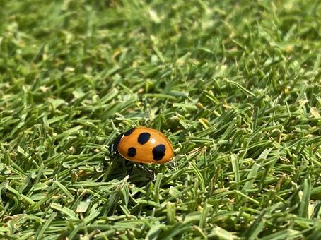 テントウムシ テントウムシ 虫,てんとう虫,テントウムシの写真素材