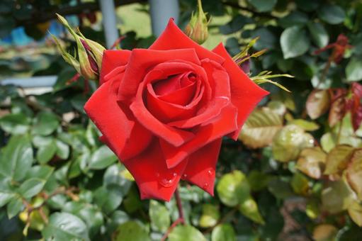 ばら ばら ばら,薔薇,花の写真素材