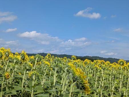 ひまわり畑の後ろから ひまわり畑の後ろからの写真