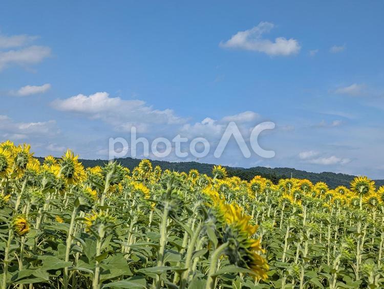 ひまわり畑の後ろから ひまわり,青空,自然の写真素材