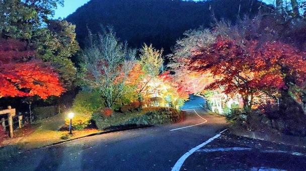城峯公園の紅葉ライトアップ 紅葉,モミジ,癒しの写真素材