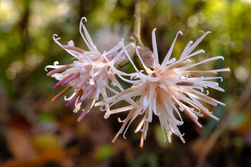 コウヤボウキの写真