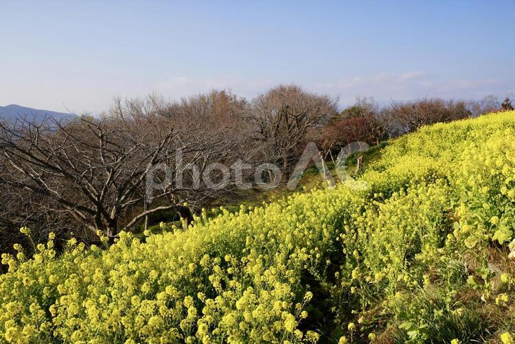 菜の花と木と青空 菜の花,花,自然の写真素材