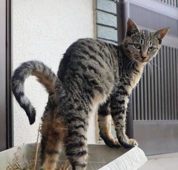 立ち上がりながら 猫,生き物,風景の写真素材