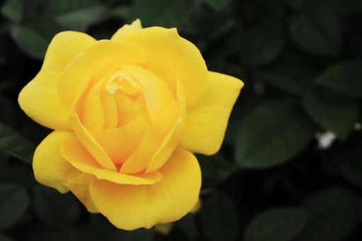 鮮やかな黄色いバラの花（伊豆の踊子） バラ,薔薇,ばらの写真素材