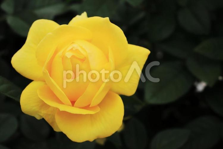 鮮やかな黄色いバラの花（伊豆の踊子） バラ,薔薇,ばらの写真素材