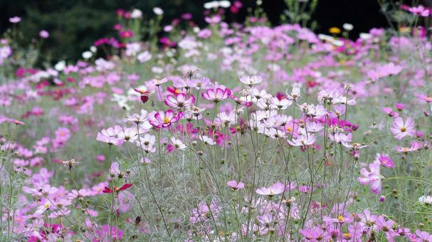コスモス-245 コスモス-245 コスモス,赤紫色,ピンクの写真素材