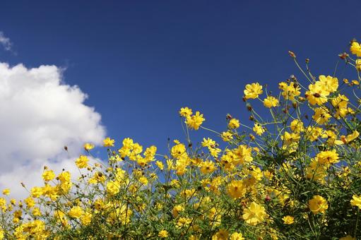 白い雲と青空と満開の黄色い秋桜の花畑 白い雲と青空と満開の黄色い秋桜の花畑 白い,雲,青空の写真素材