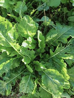 葉っぱ35 自然,屋外で,草の写真素材