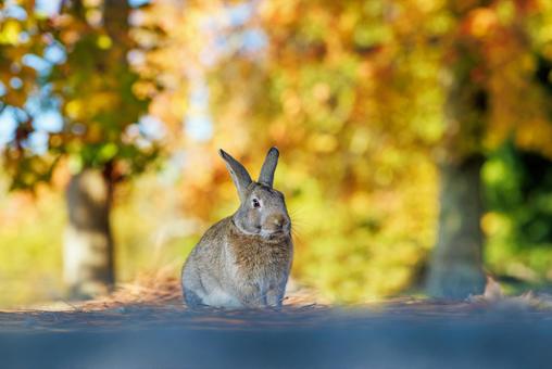 The rabbits of Okunoshima, JPG The rabbits of Okunoshima, JPG
