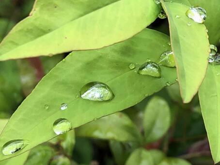 朝露の葉 朝露の葉の写真