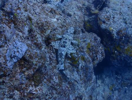 沖縄・石垣島海底に潜むワニゴチ 沖縄・石垣島海底に潜むワニゴチ 沖縄,石垣島,スキューバダイビングの写真素材