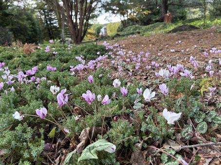 原種シクラメン シクラメン,原種シクラメン,フェデリフォリウムの写真素材