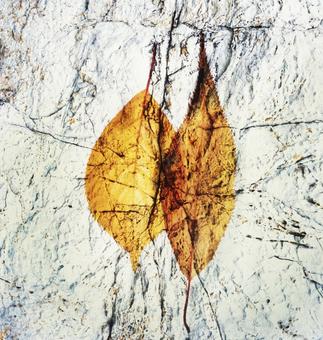 枯葉の化石、抽象2 秋,枯葉,落ち葉の写真素材