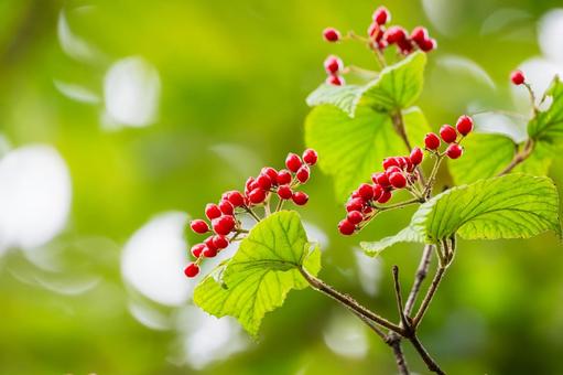 ガマズミの実⑵ ガマズミの実⑵ 実,ガマズミ,赤い実の写真素材