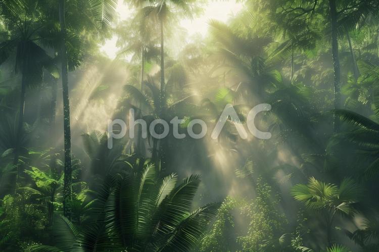 熱帯雨林に差し込む朝の光 熱帯雨林,森林,光芒の写真素材