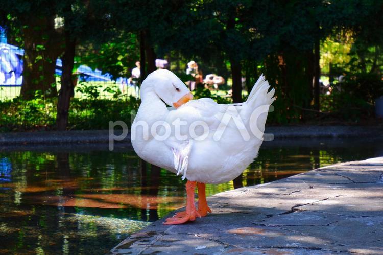 毛づくろいをするガチョウ ガチョウ,鵞鳥,鳥の写真素材