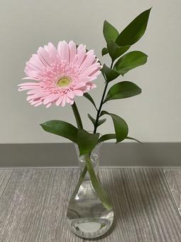 Photo, flower, gerbera, plant, 