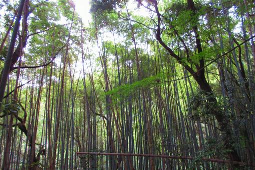 広島県-草戸愛宕神社-参道の竹林 広島県-草戸愛宕神社-参道の竹林 草戸愛宕神社,神社,参道の写真素材