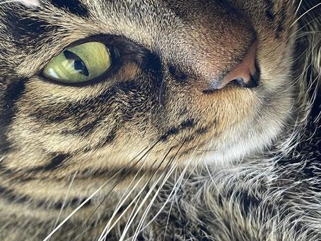 猫目 猫目 アップ,キジトラ,ひげの写真素材