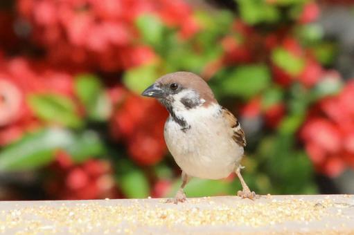 ボケの花とすずめ ボケの花とすずめ 鳥,野鳥,ことりの写真素材