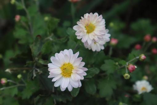 古典園芸植物 菊,花,自然の写真素材