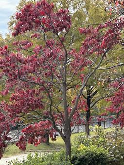 紅葉 紅葉の写真