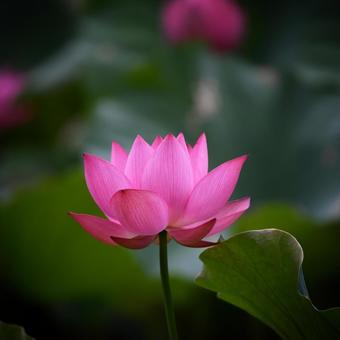Oga lotus 3, JPG