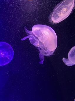 クラゲ クラゲ クラゲ,水族館,水槽の写真素材