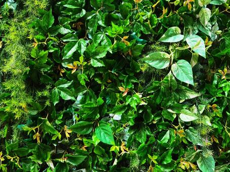 緑のテクスチャ 緑のテクスチャ 植物,緑,緑のカーテンの写真素材