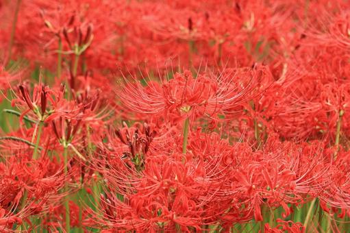 満開の彼岸花 真っ赤な絨毯 満開の彼岸花 真っ赤な絨毯の写真